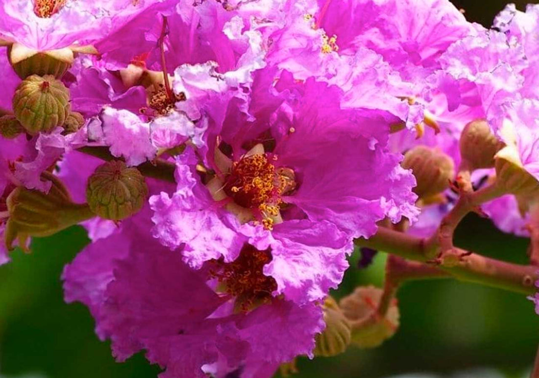 THE MYRTLE PLANT: FOR DECOR OR FOR SKINCARE?